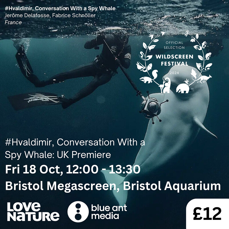 #Hvaldimir, Conversation with a Spy Whale - Film at Bristol Megascreen