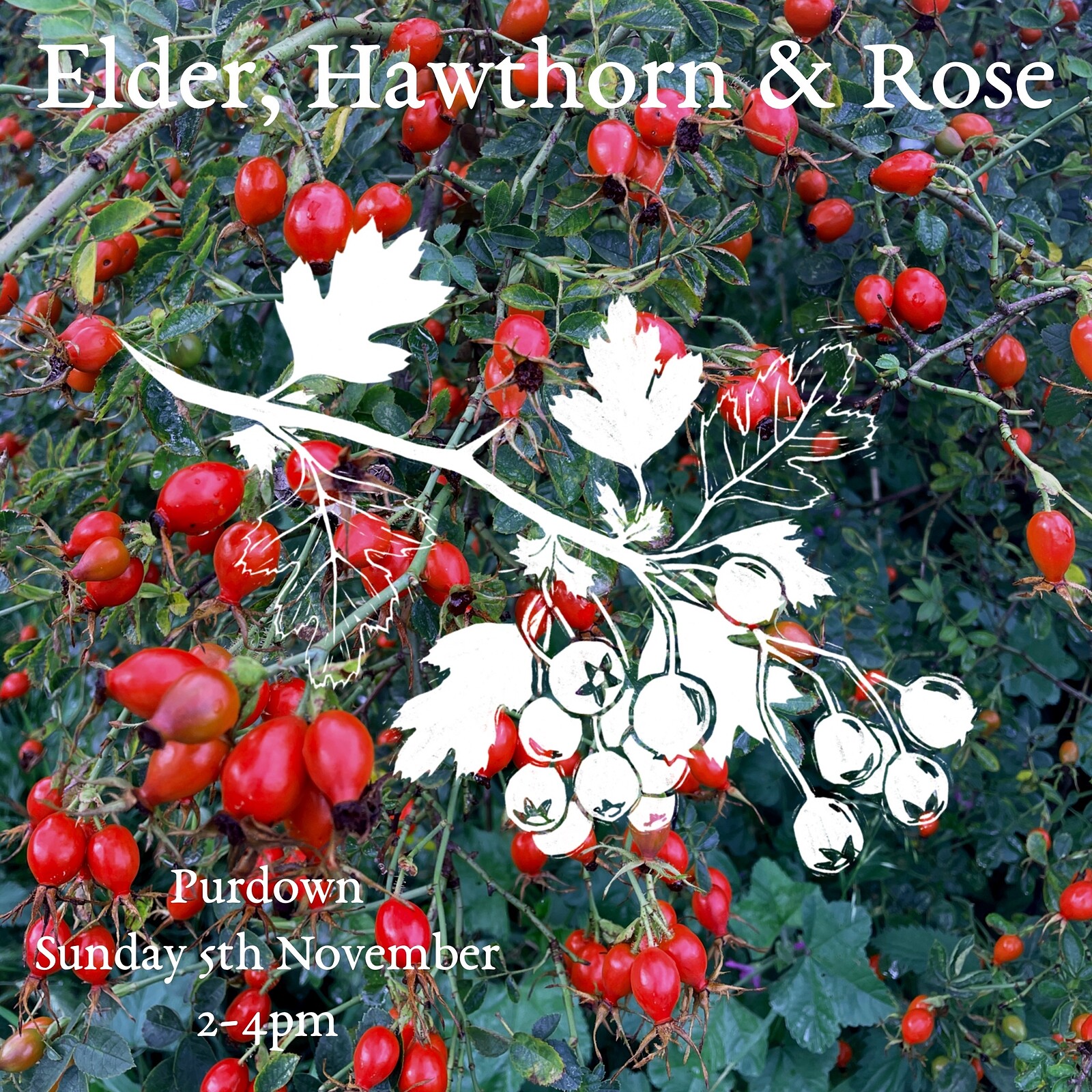 Creative Foraging: Elder, Hawthorn & Rose at Purdown