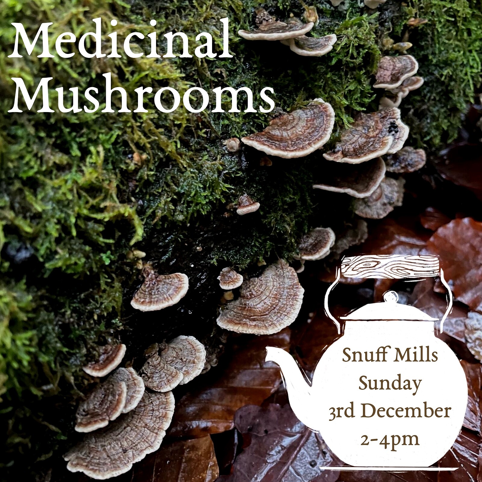 Creative Foraging: Medicinal Mushrooms at Leigh Woods