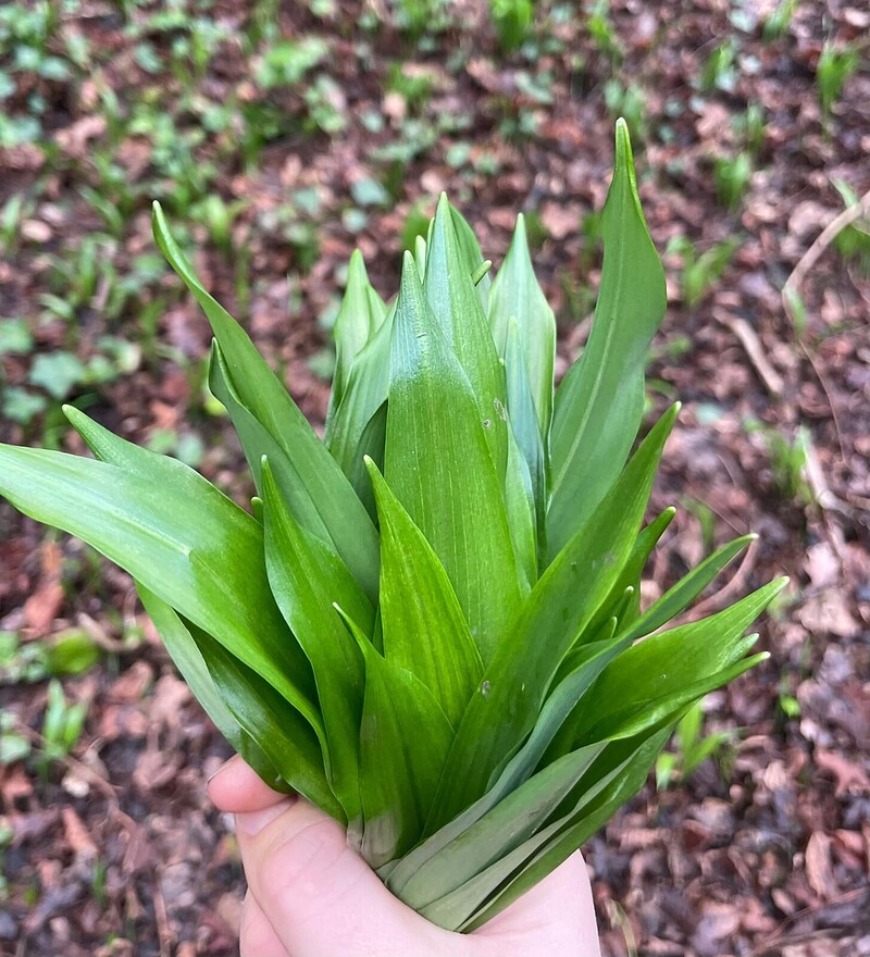 Nature Queerdos: Wild Garlic Fermentation at Manor Woods