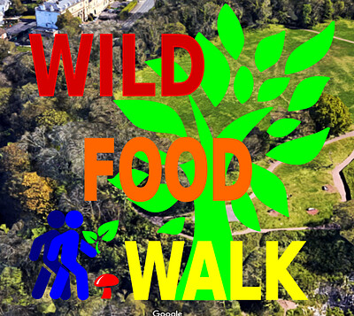 Avon Gorge Wild Food Foraging Walk at The Avon Gorge